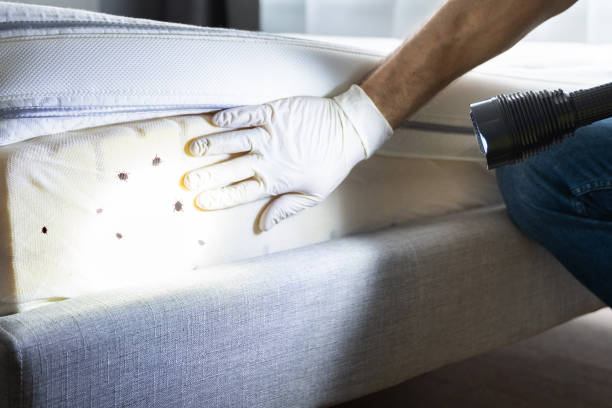 Best Cockroach Control Services  in Robins, IA