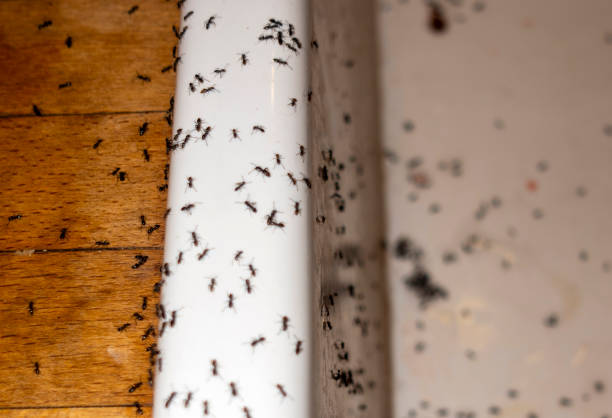 Wildlife Control Services in Robins, IA